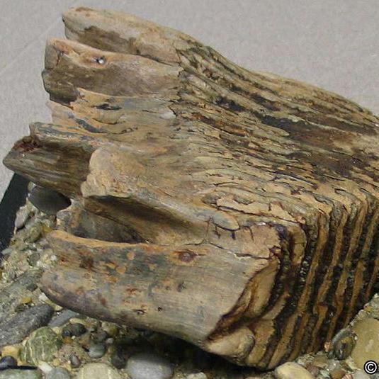 Fossilienpräparation